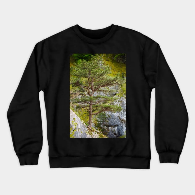 Pinus nigra on mountains peak Crewneck Sweatshirt by naturalis